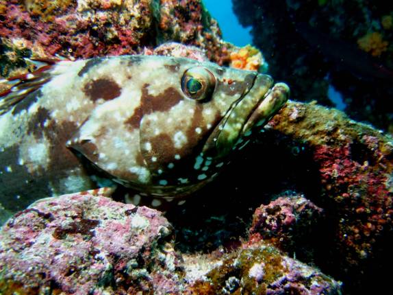 Peixe camuflado em mergulho em Wolf, em Galápagos (foto de Hnning Abheiden)